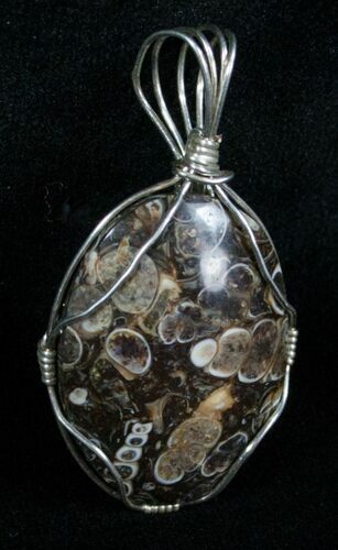 Silver Wire Wrapped Turritella Pendant #5956